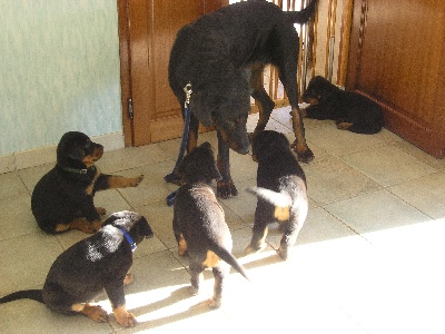 Des Murmures Du Vent - LES CHIOTS A 6 SEMAINES