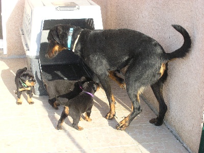 Des Murmures Du Vent - FRAGANE ET LES CHIOTS