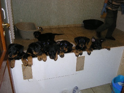 Des Murmures Du Vent - NOUVELLES DES CHIOTS