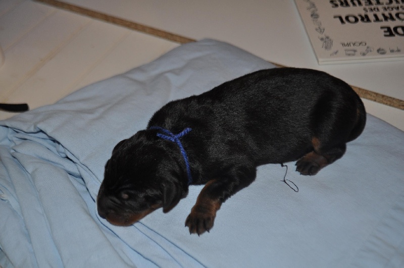 Des Murmures Du Vent - Berger de Beauce - Portée née le 05/12/2011